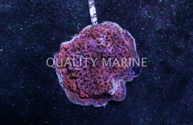 Orange Undata Coral :: 52418