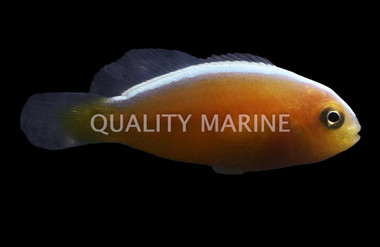 Pink Skunk Clownfish, Bali Aquarich :: 24210