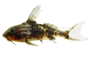 Red Tail Syno Catfish :: 86875