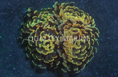 Green Gold Branching Splatter Hammer Coral :: 43667