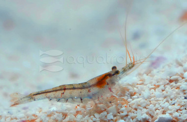 Sumatra Tiger Shrimp :: 72270