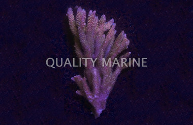 Tangerine Millepora, Solomon Islands :: 21552