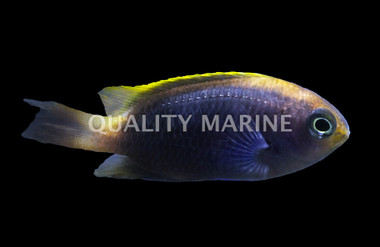 Blue Devil Yellowfin Damselfish :: 15042