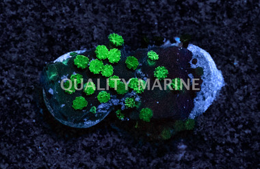 Encrusting, Large Polyp Green :: 25522
