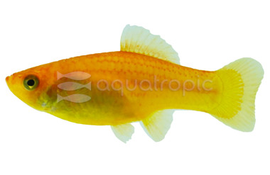 Sunrise Platy :: 23353