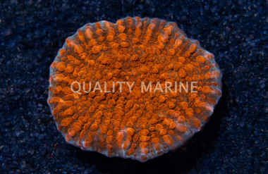 Chalice, Cherry Garcia :: 29638