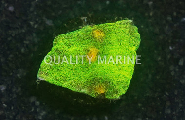 Mycedium, Space Invader :: 12914