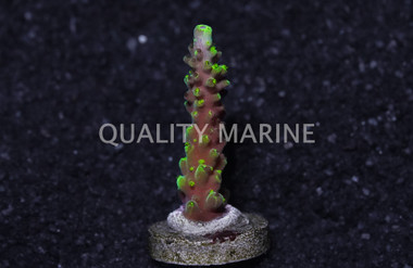 Acropora, Solomon Split :: 54766