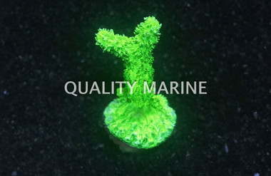 Horn, Encrusting Green :: 28073