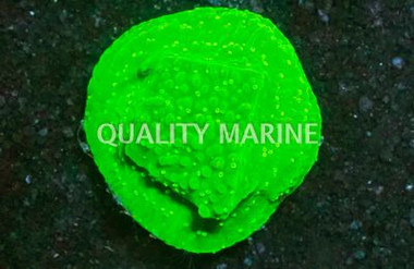 Monti, Encrusting Toxic Glow :: 21798