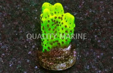 Monti, Spongodes Slimeball :: 61318