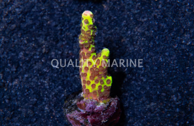 Monti, Spongodes Slimeball :: 61318