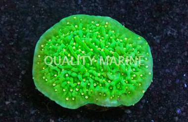Monti, Green Eggs & Ham :: 69749