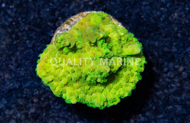 Monti, Green Hirsuta :: 69267