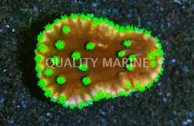 Scroll, Neon Green Polyp :: 66963