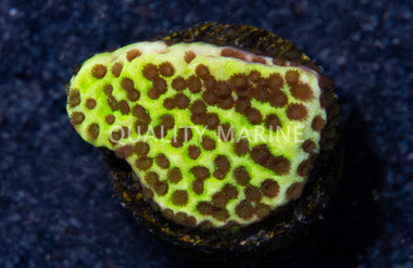 Monti, Spongodes :: 47943