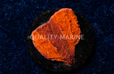 Monti, Cap Grafted Firewalker :: 48659