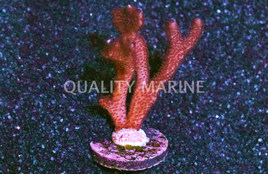 Monti, Branching German Blue :: 69597