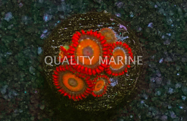 Zoa, Orange Oxide :: 99984