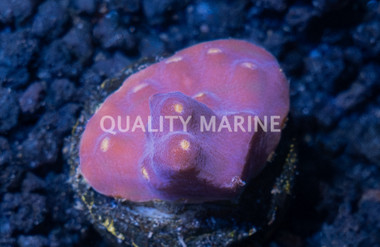 Scroll, LA Laker :: 35086