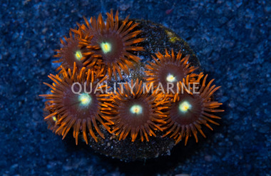 Zoa, Wildfire :: 45842