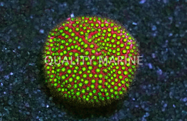 Stylocoeniella,  Electric Daisy :: 14640