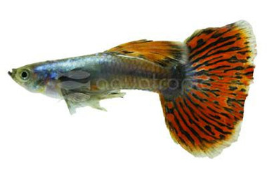 Variegated Red Dumbo Ear Guppy, Male  :: 33094