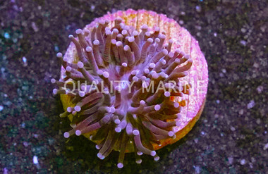 Torch, Dark Tentacles w/ Purple tips :: 20247