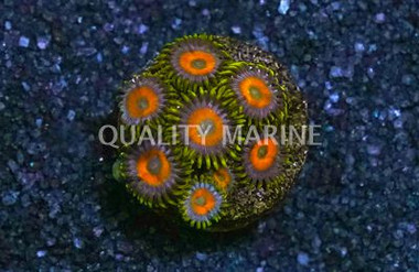 Zoa, Jungle Juice :: 20627