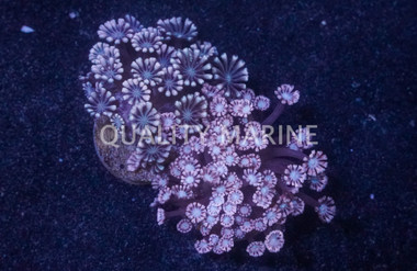 Daisy, Pink :: 67678