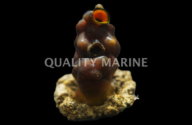 Colored Tunicate, Nano :: 58024