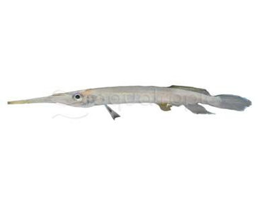 Asian Needlefish Gar :: 73773