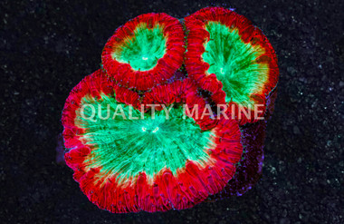 Blasto Red W/ Green Center (Single Polyp) :: 60347