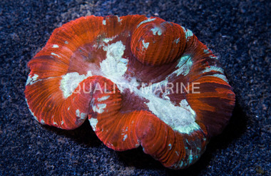 Brain Crater Mulitcolor Ultra :: 52267