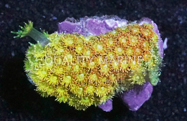 Flower Pot, Red/Pink w/ Yellow tips :: 30213