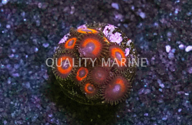 Zoa, Red Bull :: 23475