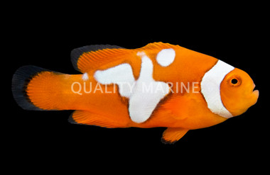 Picasso Semi Percula Clownfish, QM Labs :: 14191