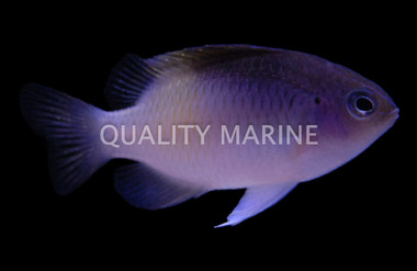 Half Black Damselfish :: 15008