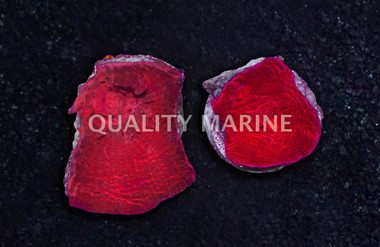 Chalice Red :: 88322