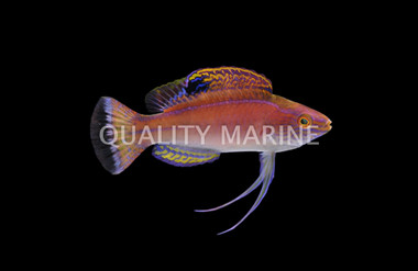 Latigo Fairy Wrasse, Male :: 33924