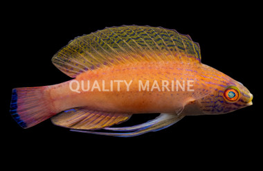 Latigo Fairy Wrasse, Male :: 33924