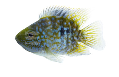 Carpintis Round Pearlscale Cichlid :: 11776