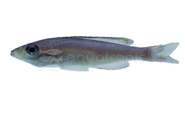 Sardine Black Finned Yellow Head :: 94768