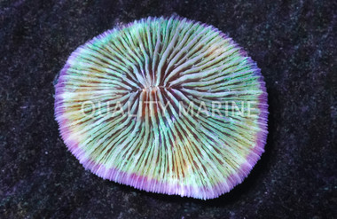 Purple Short Tentacle Plate Coral, Fiji - Quality Marine