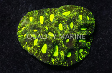 Brain Star Goniastrea Green Splatter :: 37940