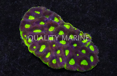 Dragon Soul Favia Brain Coral :: 21901