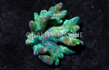 Devil's Hand, Fiji :: 48959