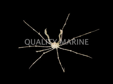 Arrow Frilly Crab :: 52506