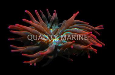 Rainbow Bulb Anemone :: 43922