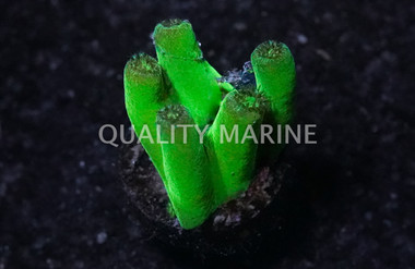 Scroll, Branching :: 99384